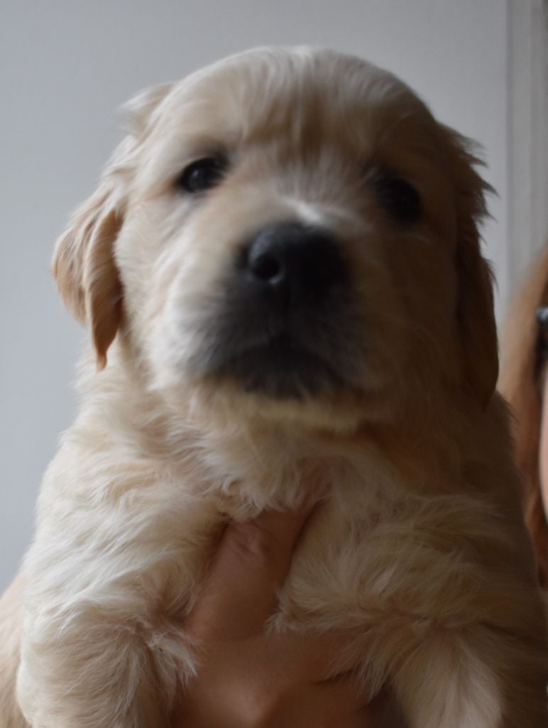 Des Terres De Camaia - Golden Retriever - Portée née le 25/12/2019