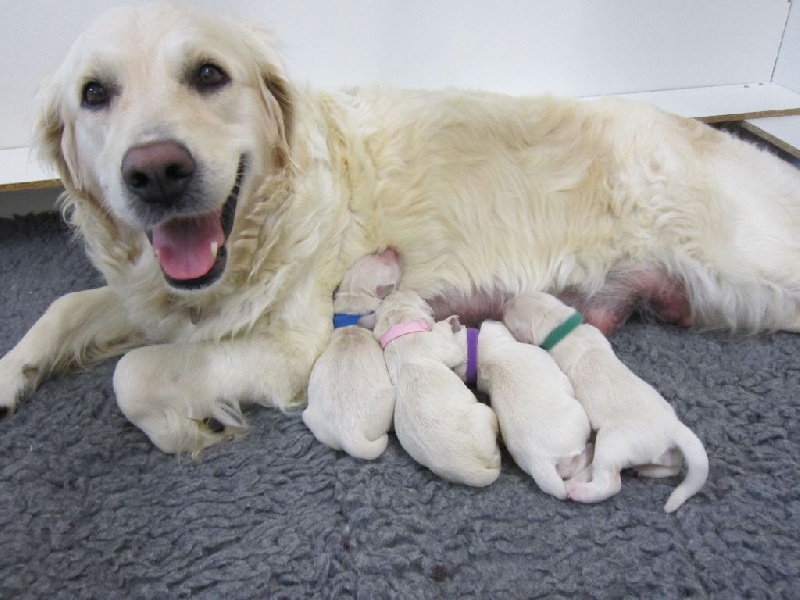 Des Terres De Camaia - Golden Retriever - Portée née le 15/09/2016