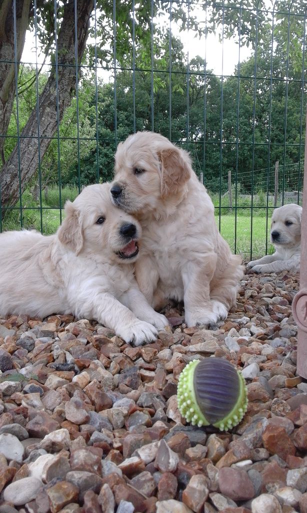 Des Terres De Camaia - Golden Retriever - Portée née le 30/03/2018