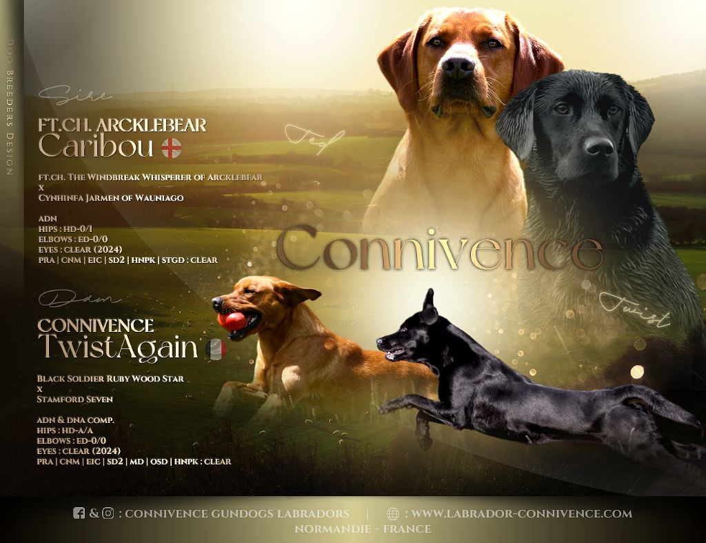 Connivence - Labrador Retriever - Portée née le 17/08/2024