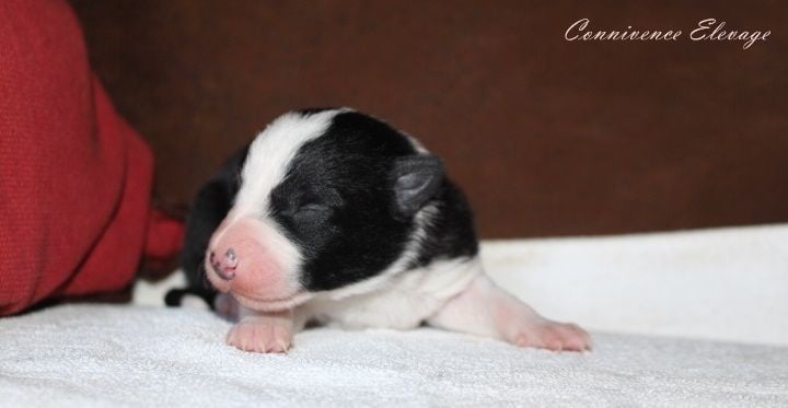 Connivence - Border Collie - Portée née le 23/12/2016