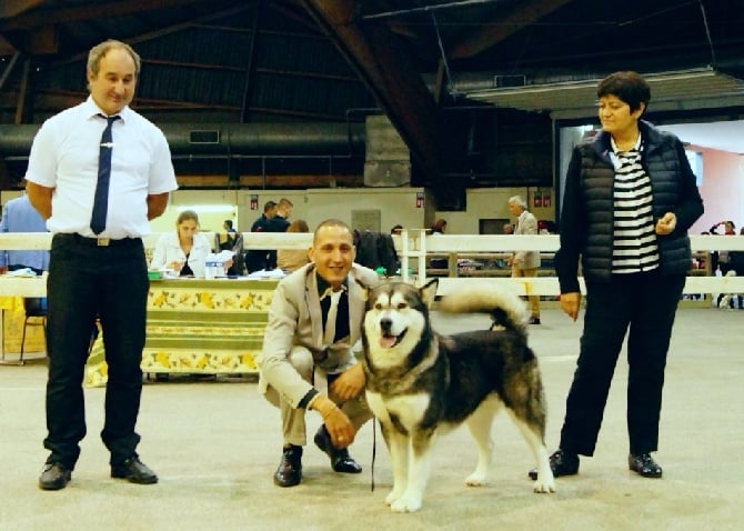 De La Tundra d'Alaska - Championne de France de conformité au standard