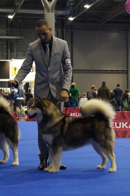 De La Tundra d'Alaska - Championne Internationale Hineska de Laouen Ki