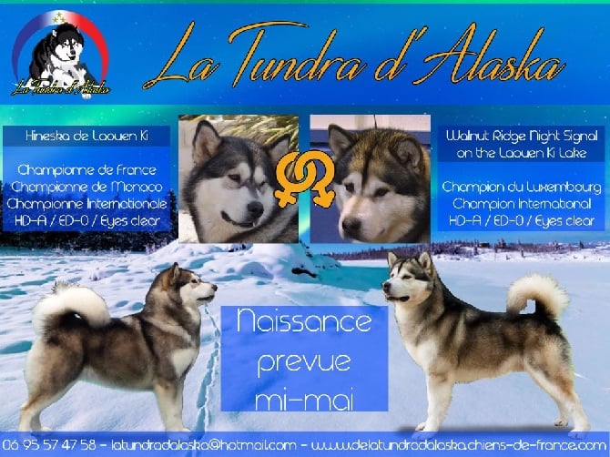 De La Tundra d'Alaska - Confirmation de gestation pour Hineska