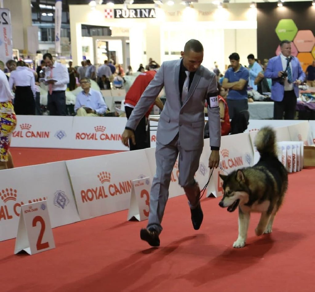 De La Tundra d'Alaska - World Dog Show 2015 Milan