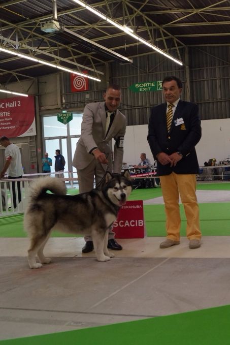 De La Tundra d'Alaska - Championnat de France 2015 Dijon