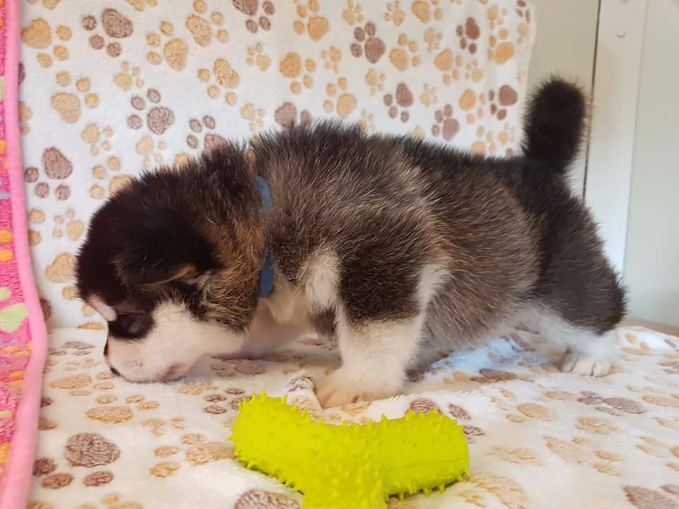 De La Tundra d'Alaska - Chiots disponibles - Alaskan Malamute