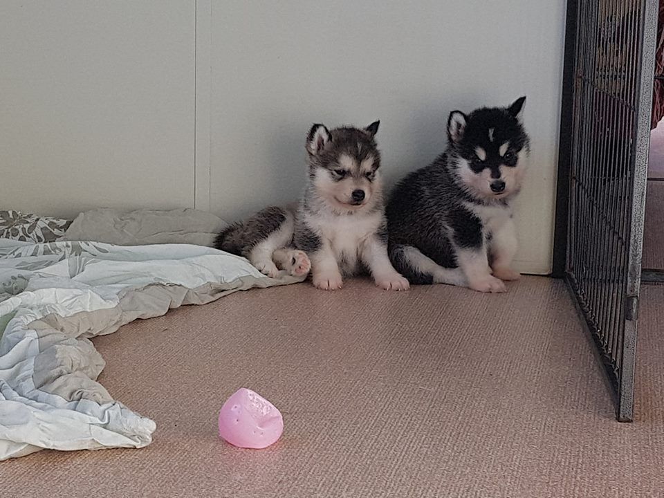 De La Tundra d'Alaska - Alaskan Malamute - Portée née le 25/12/2017