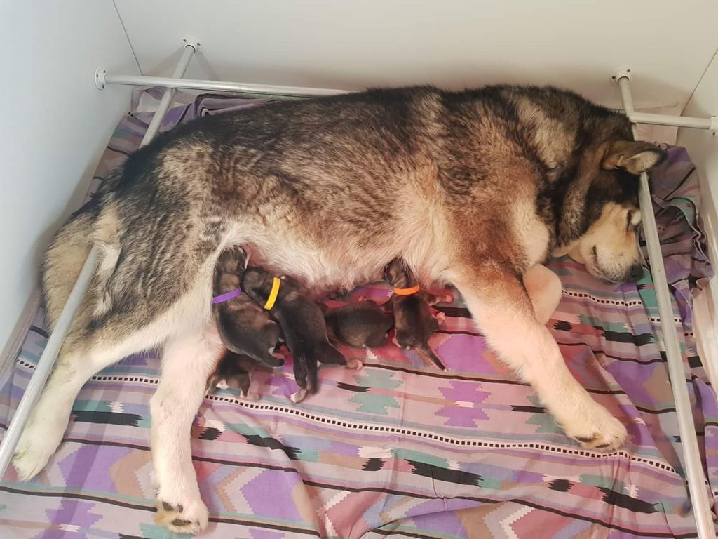 De La Tundra d'Alaska - Alaskan Malamute - Portée née le 18/01/2019