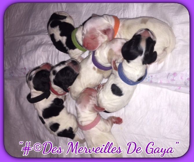 Des Merveilles De Gaya - Les bébés sont nés !!! Réservations ouvertes!