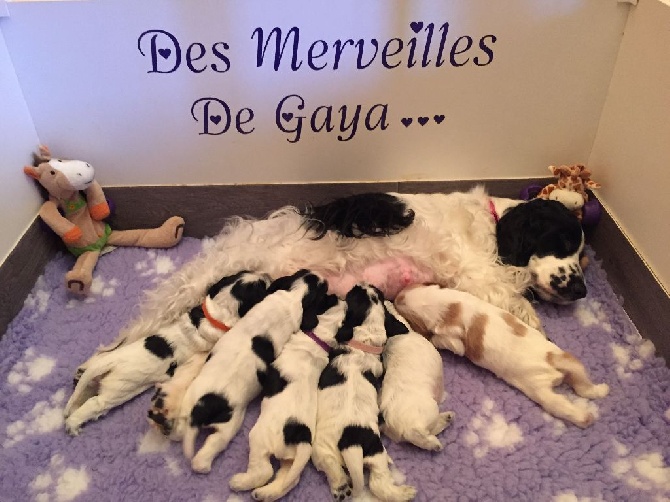 Des Merveilles De Gaya - Pré-réservations chiots 2016 possible!