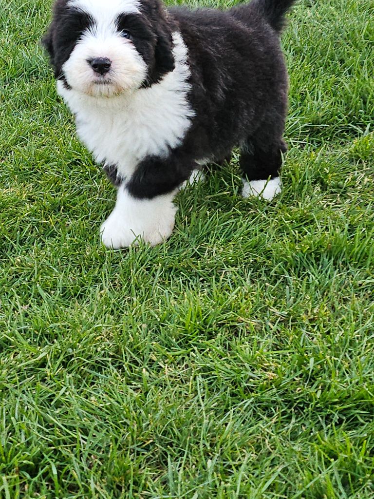 De La Vie En Couleur - Chiots disponibles - Bearded Collie