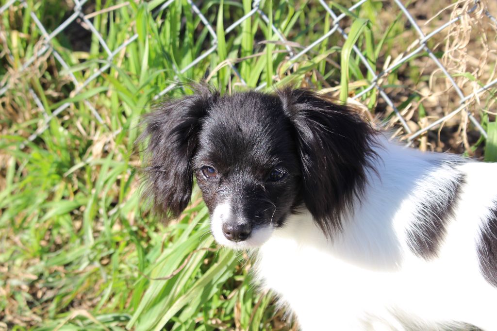 Du Royaume Des Licornes - Chiots disponibles - Epagneul nain Continental (Phalène)