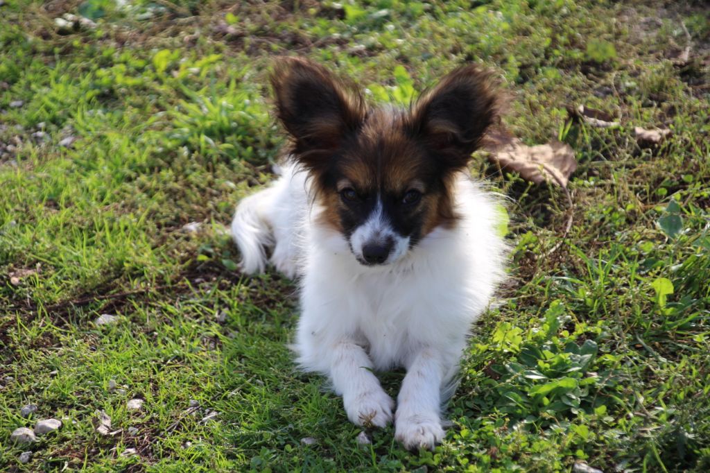 Du Royaume Des Licornes - Epagneul nain Continental (Papillon) - Portée née le 26/04/2019