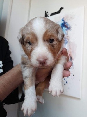 CHIOT F1 TALLIA