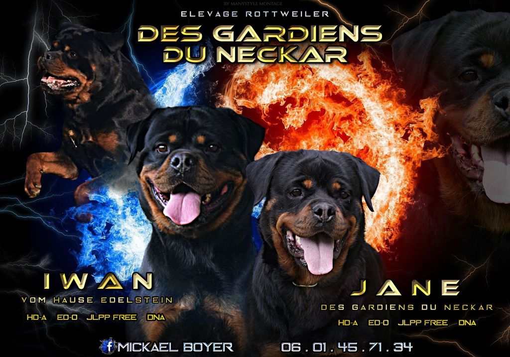 Des Gardiens Du Neckar - Rottweiler - Portée née le 14/01/2020