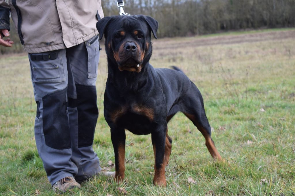 Des Gardiens Du Neckar - Rottweiler - Portée née le 23/05/2019