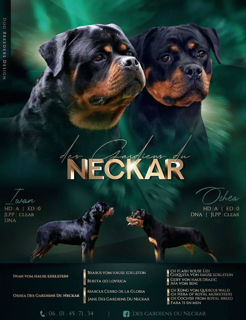 Des Gardiens Du Neckar - Rottweiler - Portée née le 17/03/2021