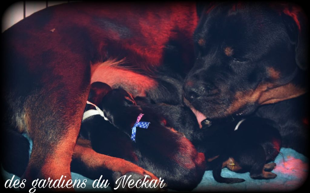 Des Gardiens Du Neckar - Rottweiler - Portée née le 13/07/2020