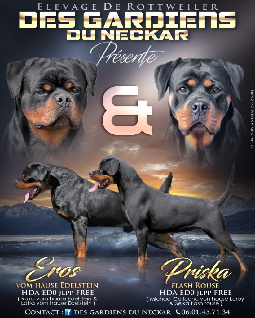 Des Gardiens Du Neckar - Rottweiler - Portée née le 19/12/2019