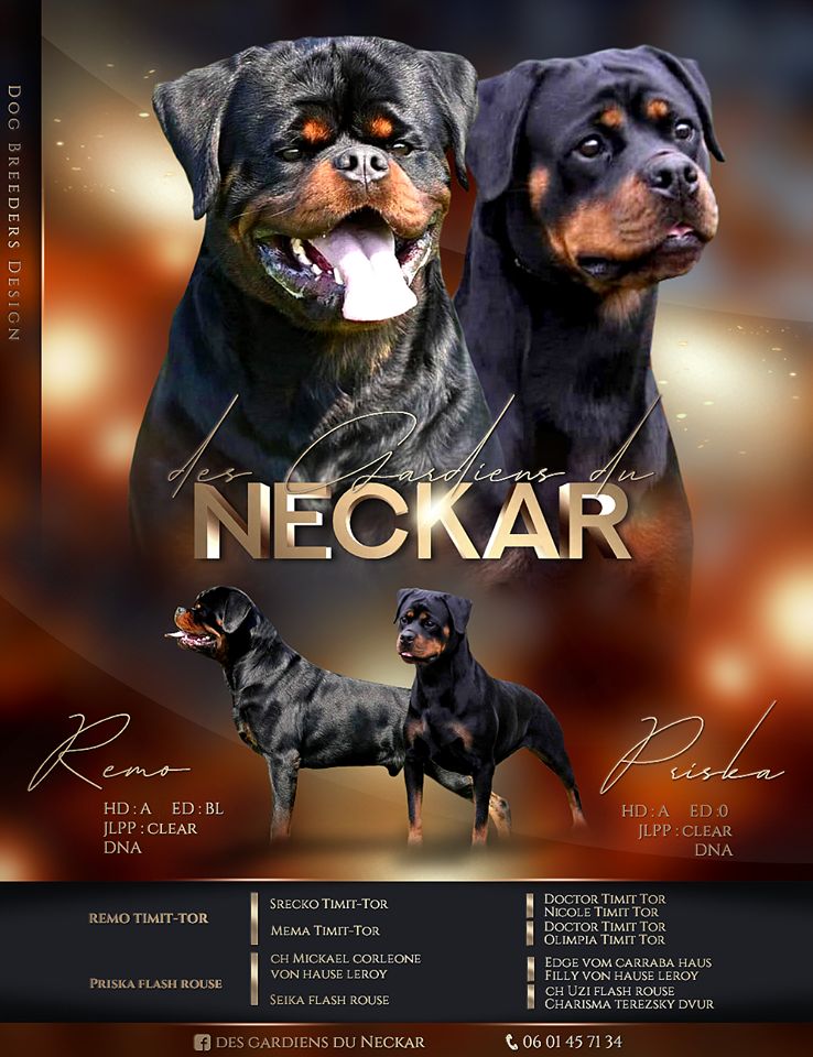 Des Gardiens Du Neckar - Rottweiler - Portée née le 14/12/2020