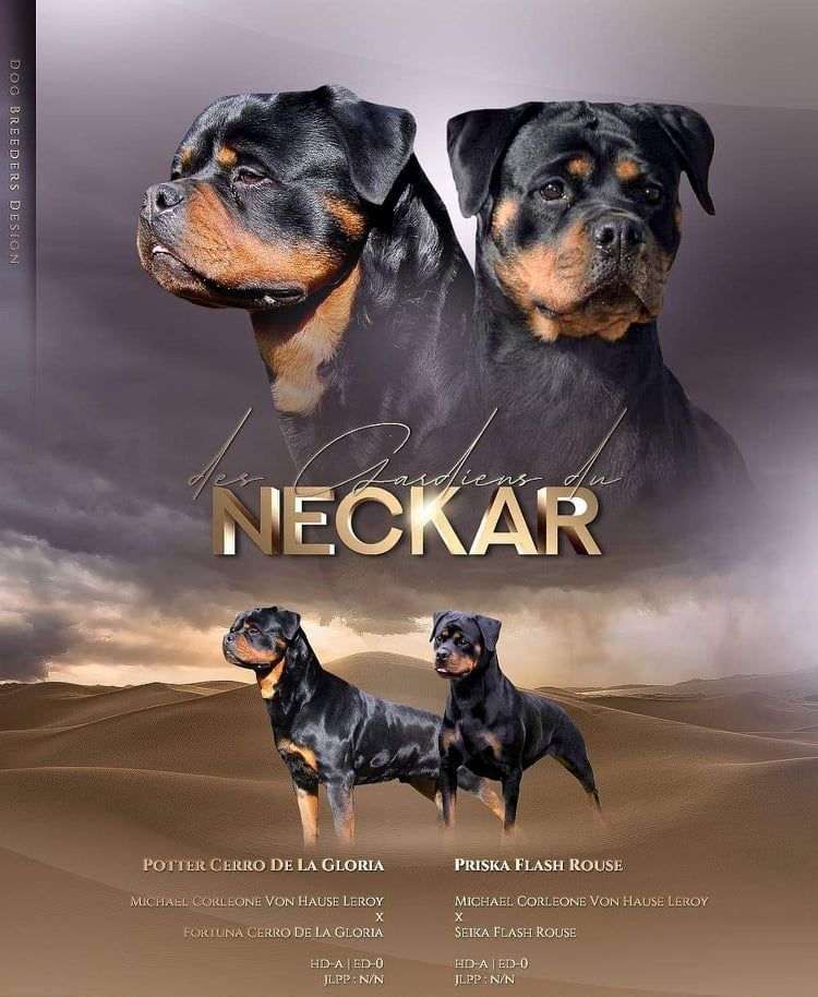 Des Gardiens Du Neckar - Rottweiler - Portée née le 10/07/2021