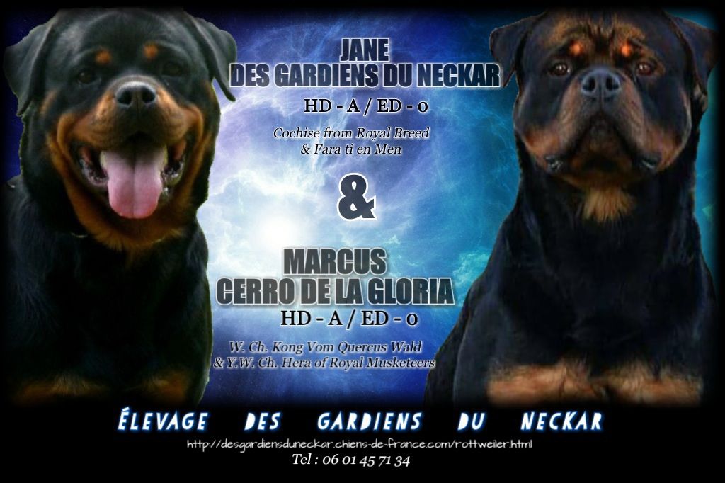 Des Gardiens Du Neckar - Rottweiler - Portée née le 27/05/2018