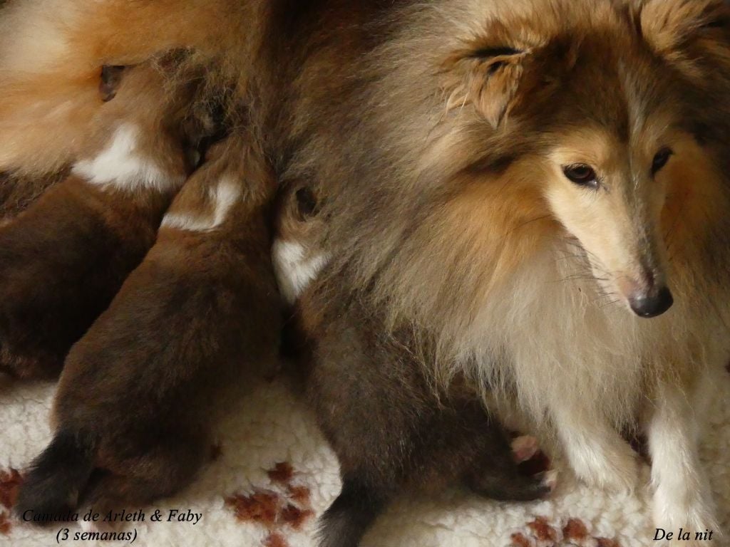 De La Nit - Shetland Sheepdog - Portée née le 21/05/2024