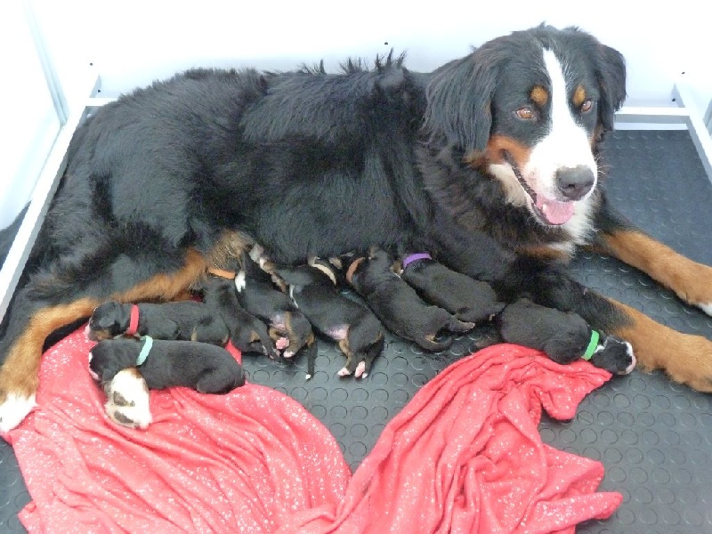 Chiot Bouvier Bernois De La Seine Normande