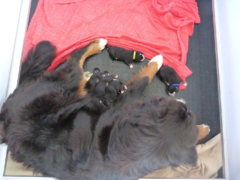 Chiot Bouvier Bernois De La Seine Normande