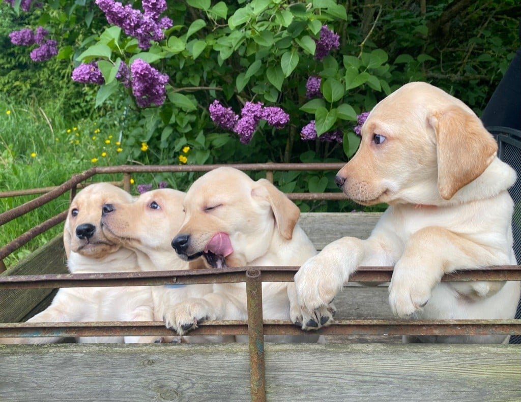 De L'etang Des Vignerons - Magnifiques chiots disponibles