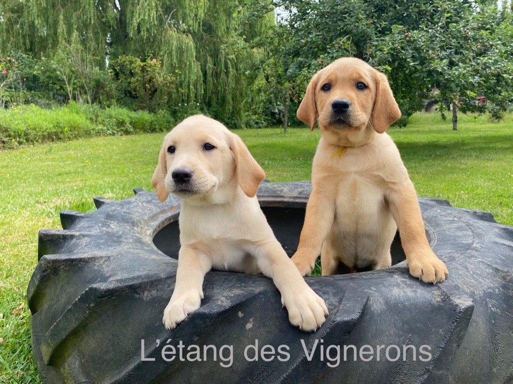 De L'etang Des Vignerons - Magnifiques chiots disponibles 