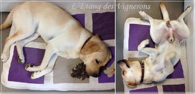 De L'etang Des Vignerons - TROP DURE LA VIE DE CHIEN AU BUREAU