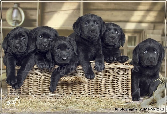 De L'etang Des Vignerons - SHOOTING PHOTO EN STUDIO AVEC LES CHIOTS