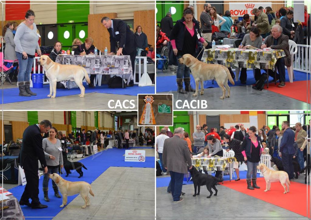 De L'etang Des Vignerons - EXCELLENTS RESULTATS AU PARIS DOG SHOW