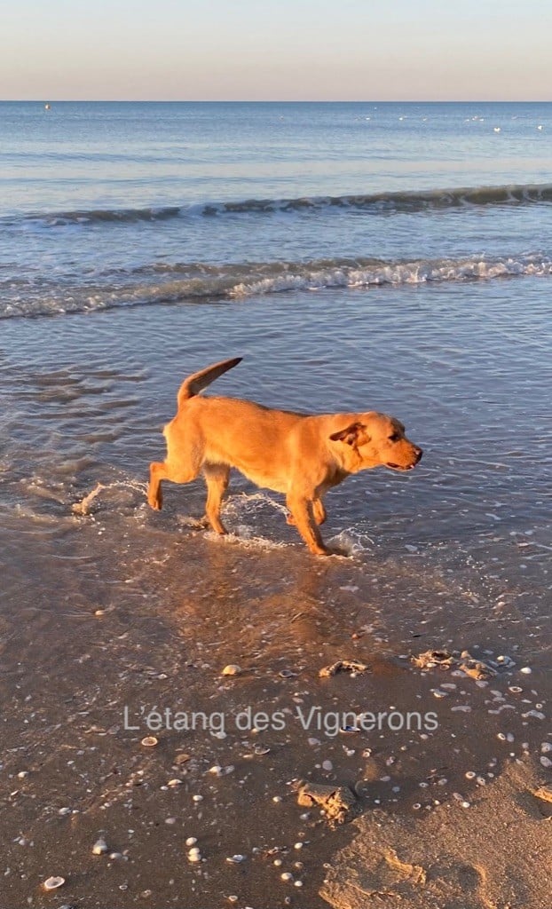 De L'etang Des Vignerons - RED DINGUE de l'étang des Vignerons 