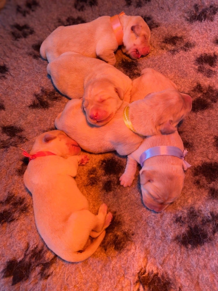 De L'etang Des Vignerons - Magnifiques chiots sables à réserver 