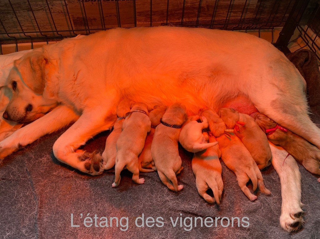 De L'etang Des Vignerons - Les bébés sont nés 