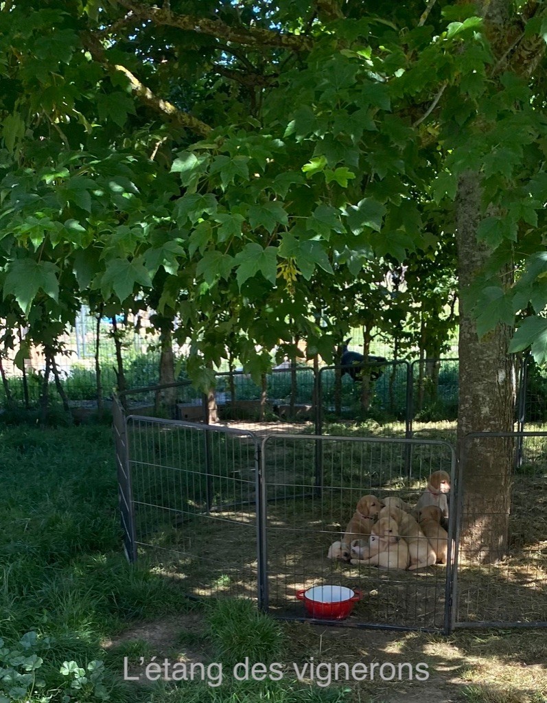 De L'etang Des Vignerons - Les bébés d?Odyssée et de Redford 