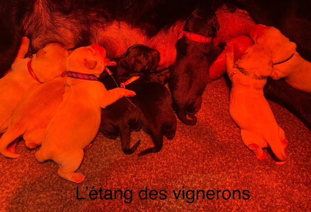 De L'etang Des Vignerons - Les bébés de Lady sont nés