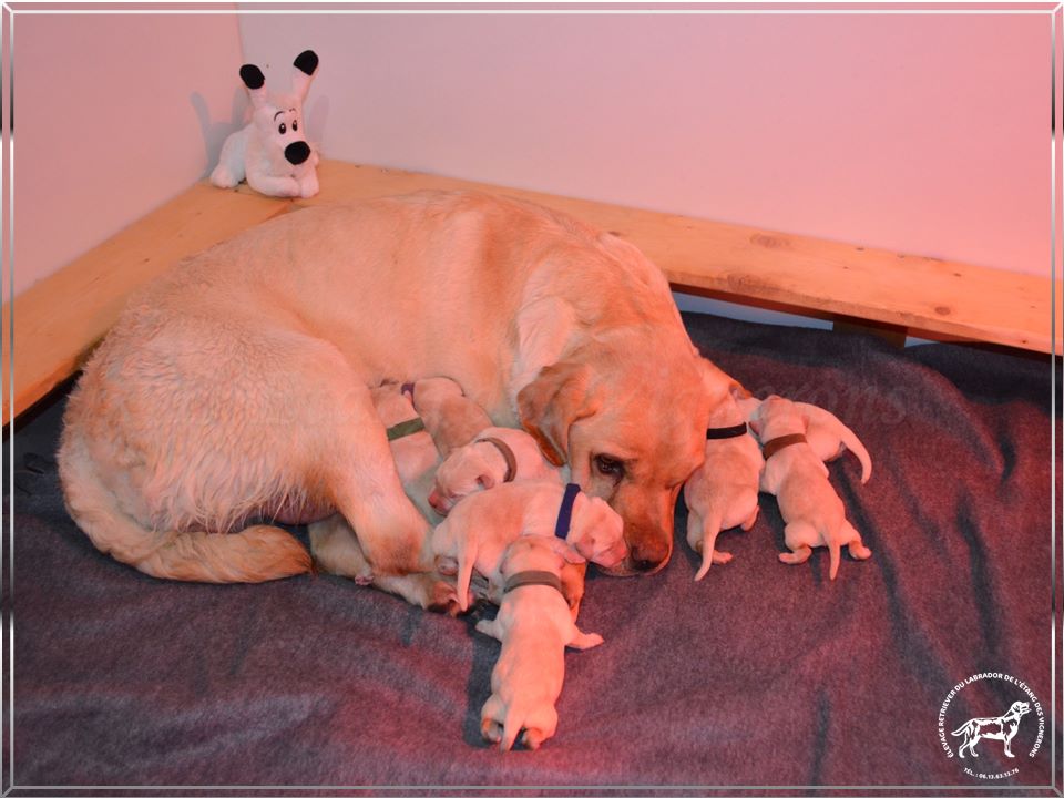 De L'etang Des Vignerons - Labrador Retriever - Portée née le 13/11/2019