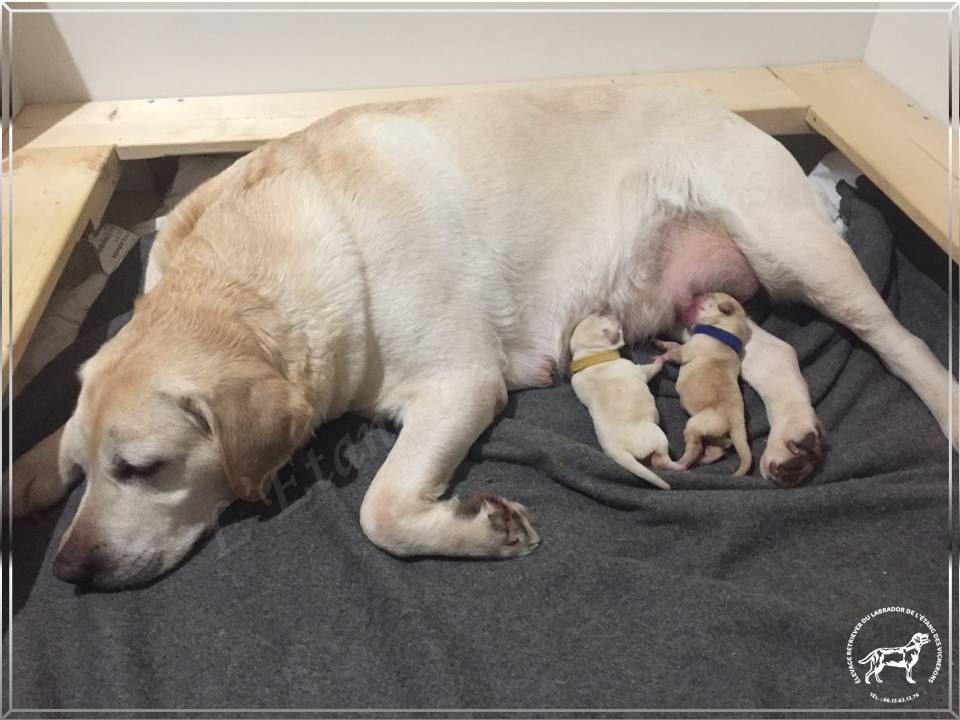 De L'etang Des Vignerons - Labrador Retriever - Portée née le 04/03/2019