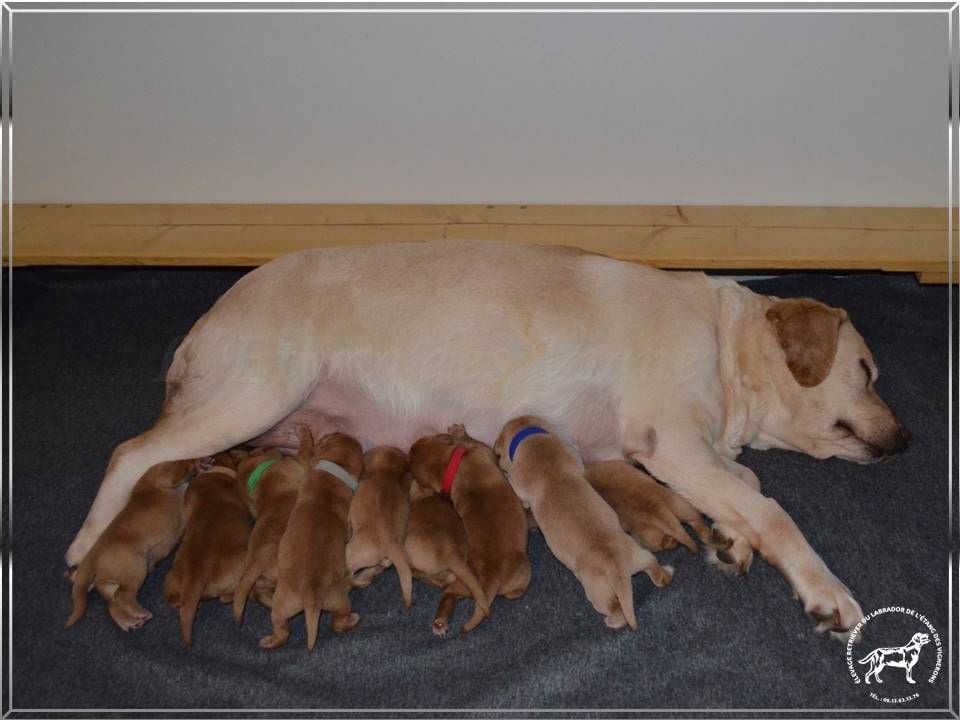 De L'etang Des Vignerons - Labrador Retriever - Portée née le 13/02/2020