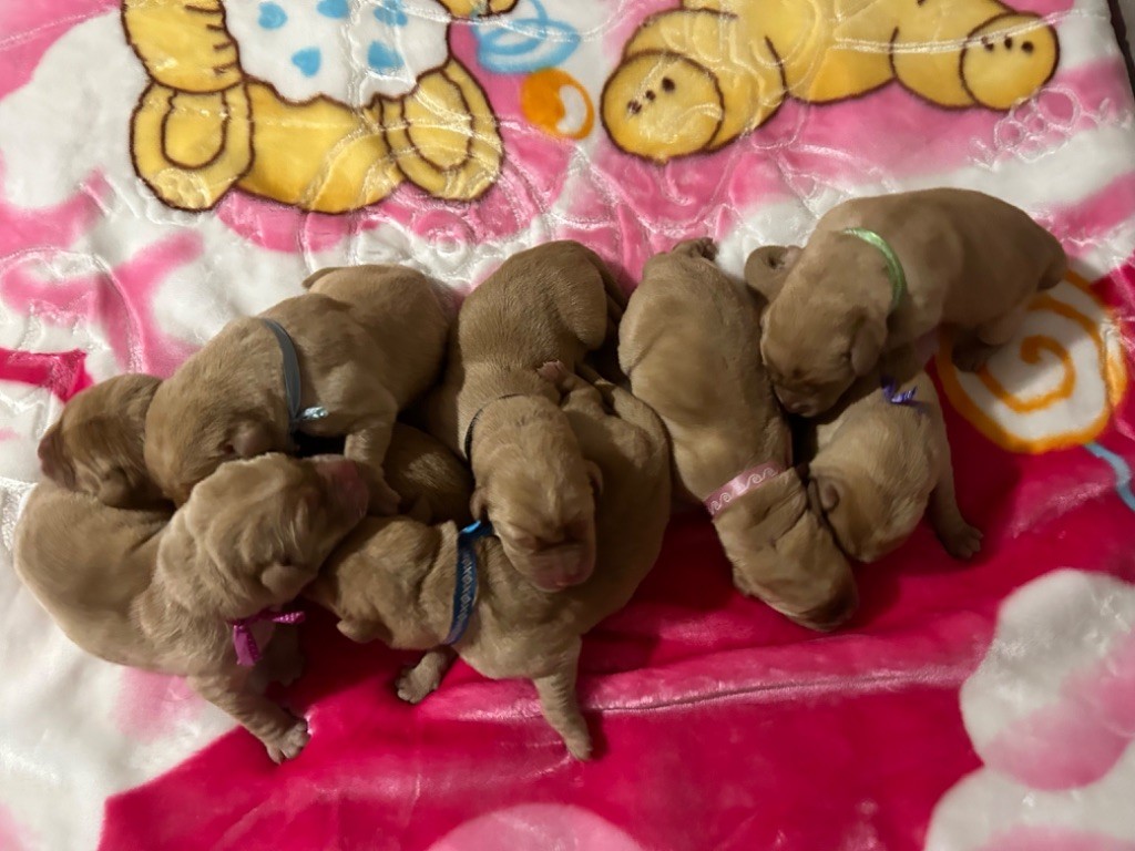 De L'etang Des Vignerons - Labrador Retriever - Portée née le 16/12/2023