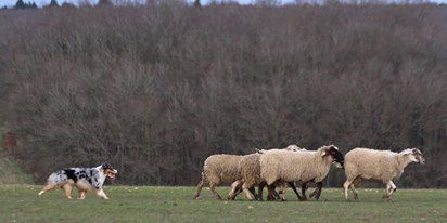 Du Domaine Du Boisgeloup - Prochaines étapes et expositions canines