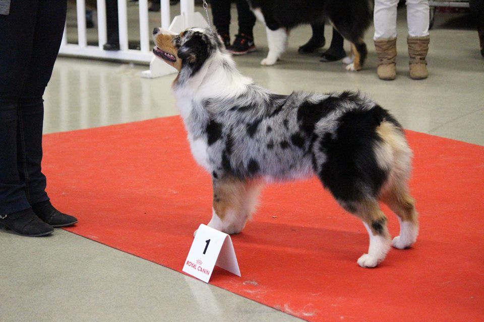 Du Domaine Du Boisgeloup - Première expo 2016 - Paris Dog Show