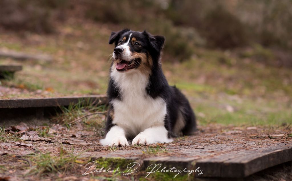 Du Domaine Du Boisgeloup - Shooting photo février 2018