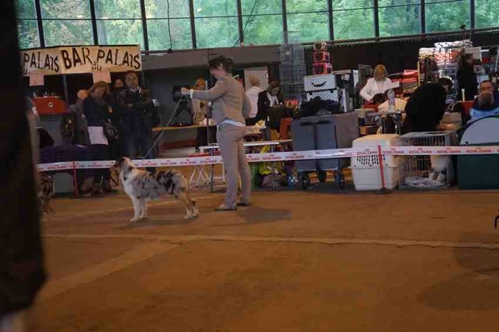 Du Domaine Du Boisgeloup - Expositions CACS CAMBRAI