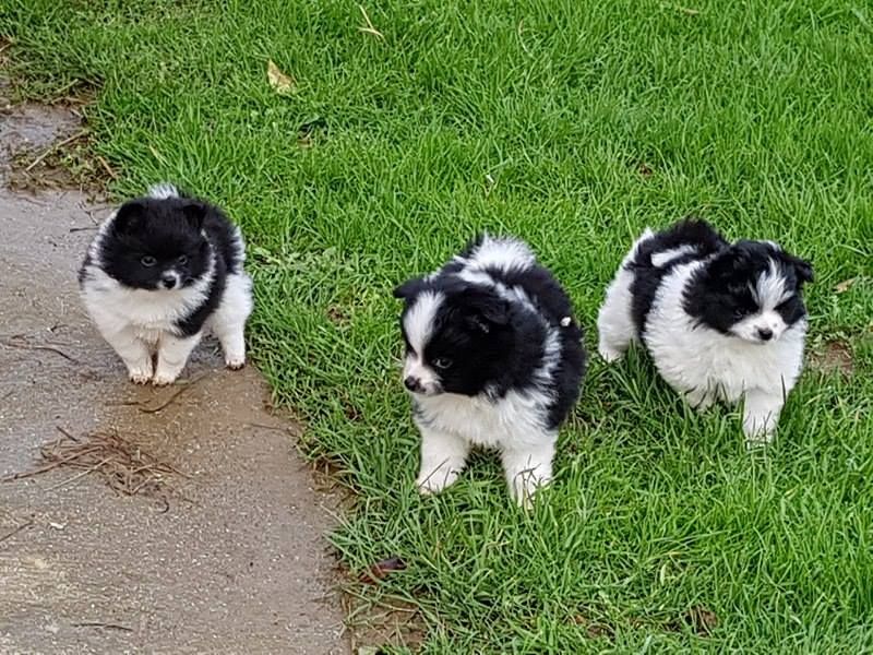 Chiot Spitz allemand Des Trois Bergers De La Licorne