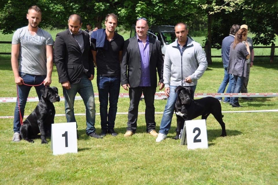 De La Tour Du Mont D'Or - Cane corso day